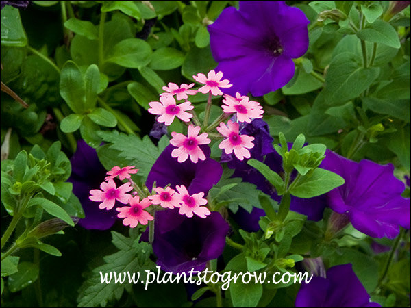 Growing with a blue Petunia in a hanging basket.